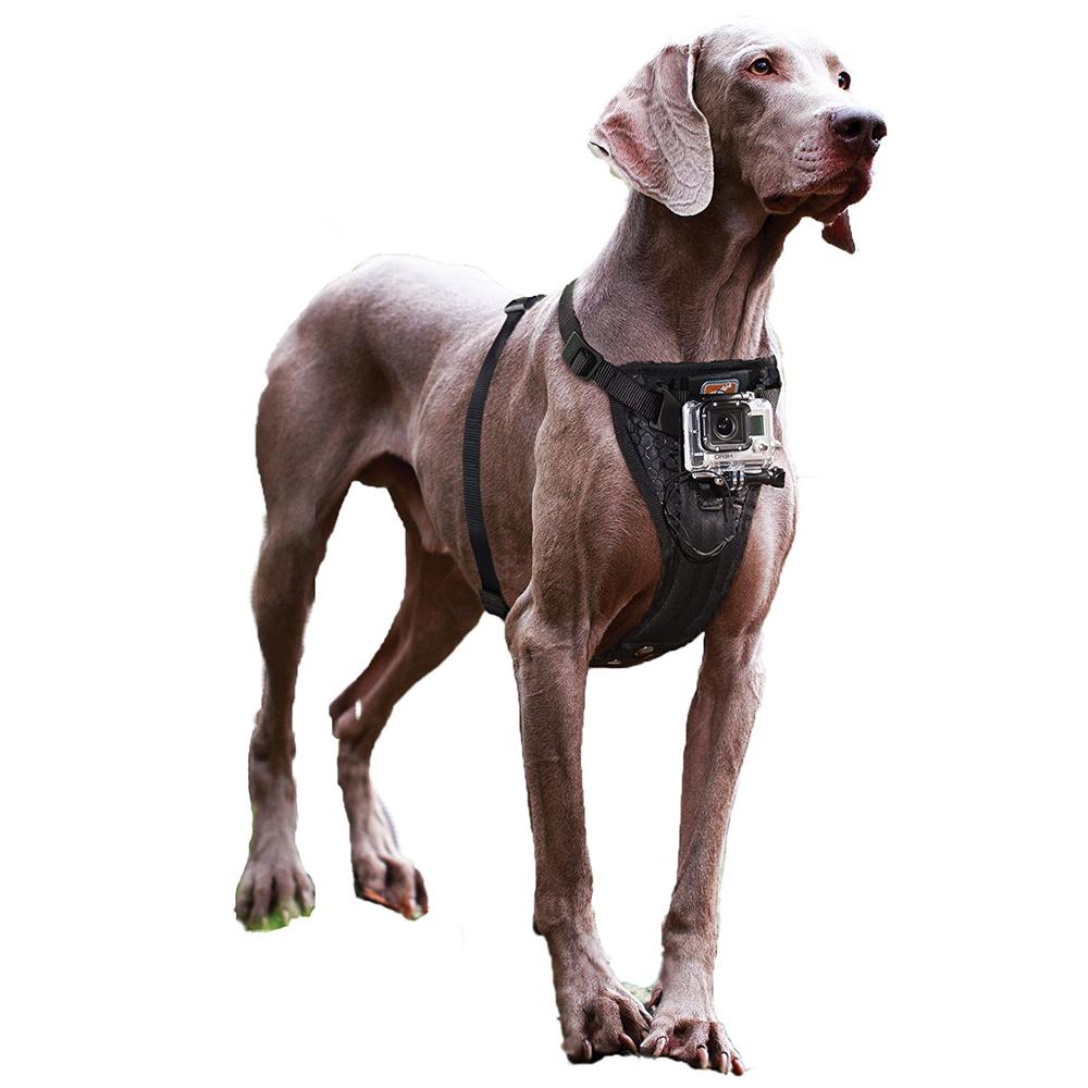 tru fit dog harness